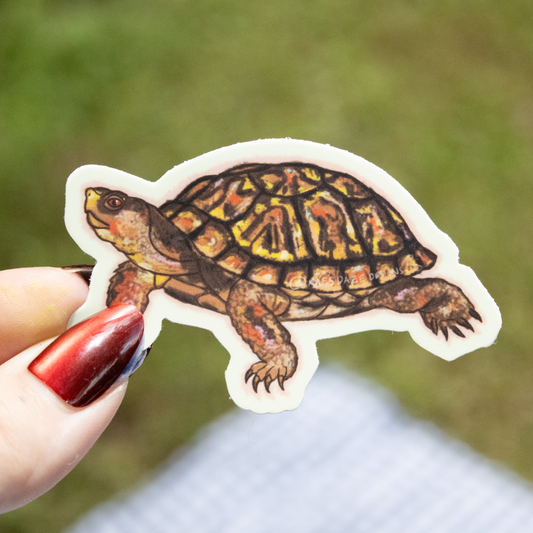 Box Turtle Sticker